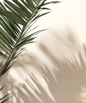 Green Tropical Palm Tree In Sunlight With Leaf Shadow On Blank Beige Brown Wall For Luxury Beauty, Fashion, Cosmetic, Skincare, Body Care, Interior Design Decoration Background 3D