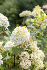 Hydrangea paniculata sort Limelight: hydrangea with green flowers blooms in the garden in summer