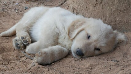 A Golden Retriever puppy lying on the sand and going to sleep
