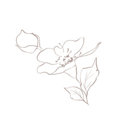 Line art botanical element. Line art wildflower illustration. Elegant flower