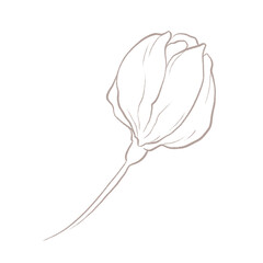 Line art botanical element. Line art wildflower illustration. Elegant flower