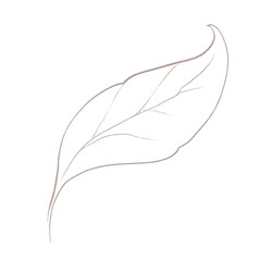 Line art botanical element. Line art leaf