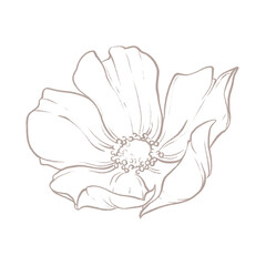 Line art botanical element. Line art wildflower illustration. Elegant flower