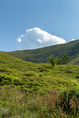 glade in the mountains..