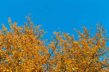 Fototapeta premium autumn forest