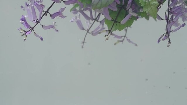 Slow-Motion Elegance of levander leaves in Aquatic Embrace