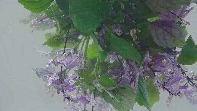 View of Lavender and Leaves emerging in Water in slow motion
