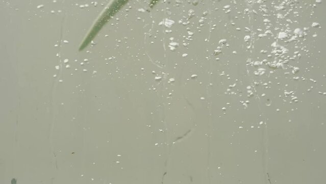 View of natural Aloevera and Leaves in Water - slow motion