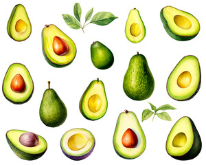 Watercolor painting of a Avocado fruit set isolated on white background. Cut out PNG illustration on transparent background.