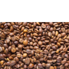 Background of fresh roasted coffee beans. Texture of coffee beans. arabica, aroma.