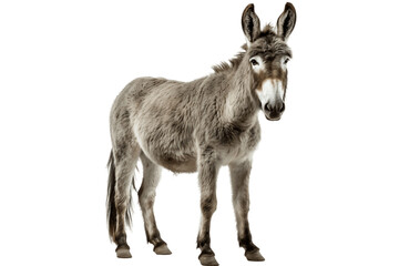 Full Body Donkey Standing on Transparent Background. AI