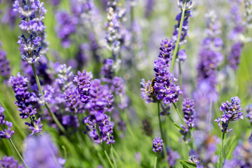 Spring lavender flowers under sunlight. Lilac flowers close up. Beautiful landscape of nature with a panoramic view. Hi spring. long banner