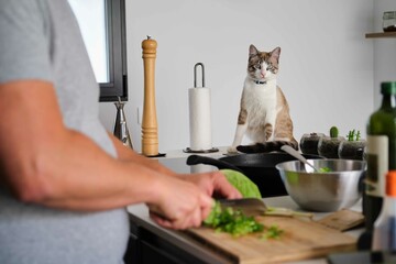 Tabby cat looking at his owner cooking cabbage at kitchen. Vegan cat.