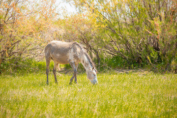 A herd of horses graze in the meadow in summer, eat grass, walk and frolic. Pregnant horses and foals, livestock breeding concept.