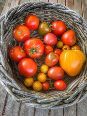 Different red and orange and yellow tomatoes in basket