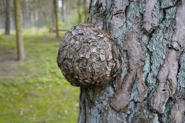 A cancerous tumor on a pine tree. Mecklenburg-West Pomerania, Germany.