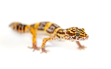 Lizard Eublefar on a white background. Exotic animal as a pet.