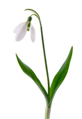 Snowdrop flowers isolated on white background. Beautiful spring flowers.