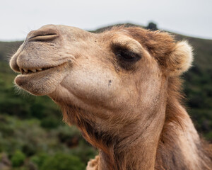 African camel head smiling with happiness