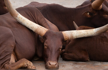 Ankole watusi african longhorn bull