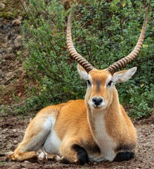Beautiful specimen of Impala antelope