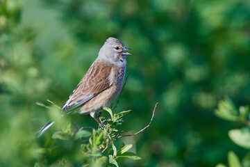 Bluthänfling (Linaria cannabina) Männchen	