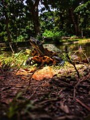 Known for their longevity and their shells, turtles are one of the most admired species in the animal kingdom. This image captures one of these creatures in a zoo in Caracas, Venezuela. 