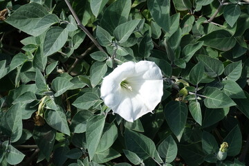 Single white flower of Datura innoxia in September