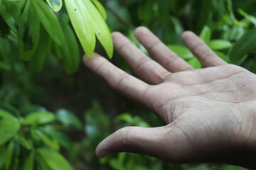 hands holding a plant