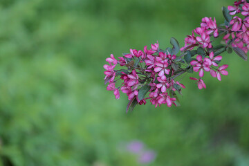 A branch of a flowering decorative apple tree on a blurred green background.