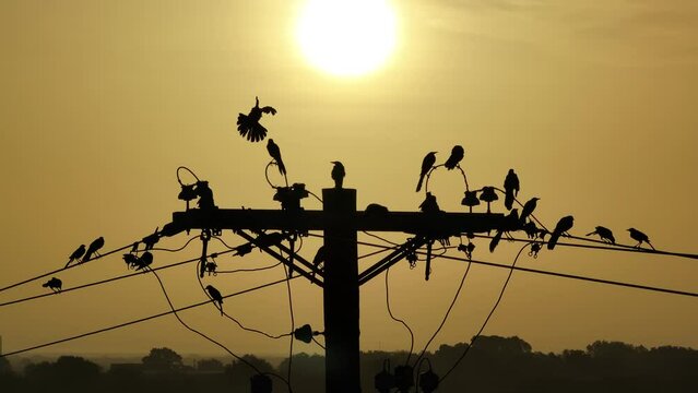 Birds sit on a wire in the Texas sunrise as fly in and fly away.