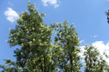 Fototapeta premium Upright branches of blossoming Sophora japonica tree against the sky in August