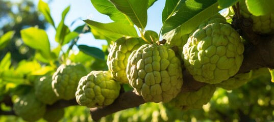 Fototapeta premium Custard apple fruit Generative AI technology.