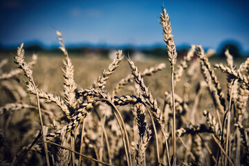 Fototapeta premium Erntezeit