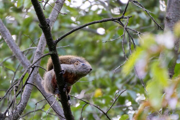 squirrel on tree