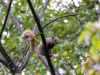 squirrel on tree