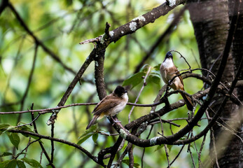 sparrow on a branch