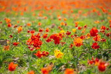 Wild Red Data Book tulips Greig in the fields of Kazakhstan. Spring flowers under the rays of sunlight. Beautiful landscape of nature. Hi spring. Beautiful flowers on a green meadow.