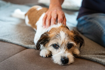 Ein Mann streichelt einen kleinen Terrier Hund auf einer Couch. Freundschaft. - obrazy, fototapety, plakaty