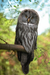 great grey owl sitting on a tree branch in the forest
