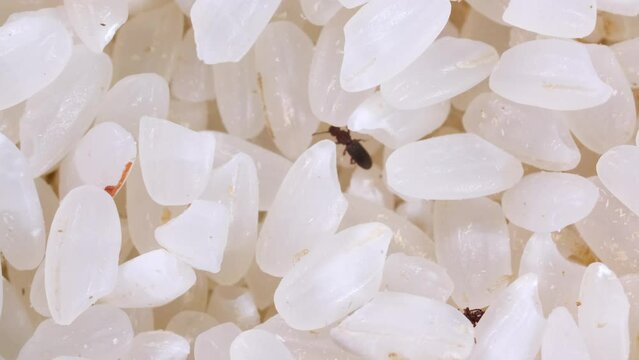 Rice weevils crawl and feed on white rice. Macro weevils close-up. Insect pests in food. Shooting 4k