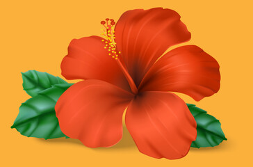 red hibiscus with green leaves