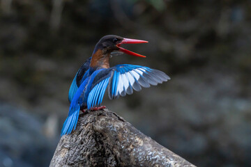 A javan kingfisher Halcyon displays a territorial behavior, natural bokeh background 