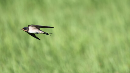 SPEED, Barn Swallow in flight, with green grass field 