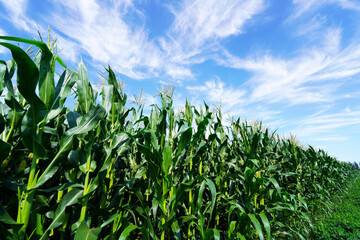 The corn in the field