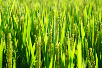 Mature rice in rice field, The rice fields are under the blue sky.
