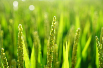 Mature rice in rice field, The rice fields are under the blue sky.