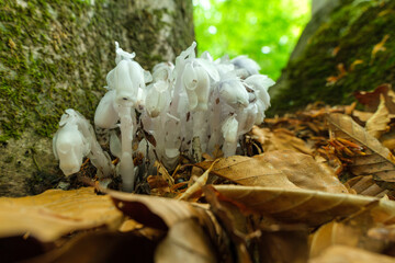 ブナ林とギンリョウソウ
