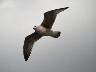 Ptak w przestworzach