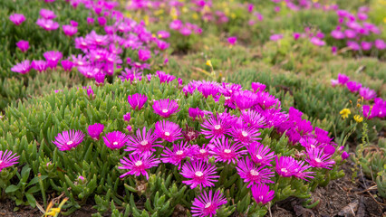 Fototapeta premium 화려한 꽃 